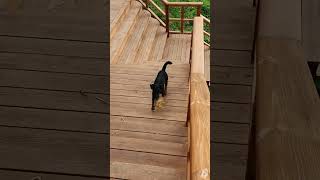 Playful Dog Drops Piece of Wood on Human's Head While Playing - 1398464