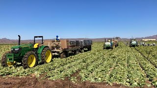 Farmers say Arizona is experiencing a farmworker shortage