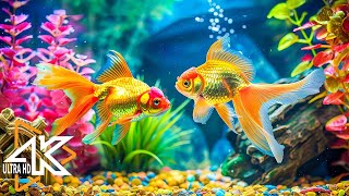 Aquarium in 4K 🐠 Vibrant Coral \u0026 Exotic Fish – Ocean Sounds for Stress Relief