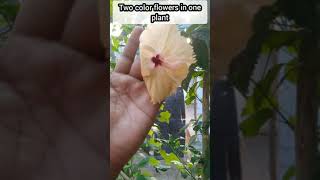 Two color flowers in one hibiscus 🌺 plant/ஒரே செடியில் இருந்து இரண்டு வண்ண பூக்கள்/#shorts #dspbirds