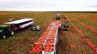 How To Produce 1,1 Billion Pounds Of Pumpkins In America - American Farming