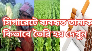 সিগারেট ও বিড়িতে ব্যবহৃত তামাক কিভাবে তৈরি হয় দেখুন, how tobacco used cigarettes and bidis is made