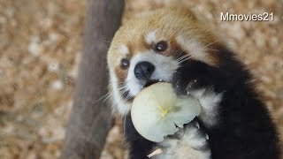 Cute!Red Panda eatｓ a lot of slice apple~レッサーパンダ　セイタのリンゴタイム