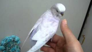 手乗りセキセイインコ　8歳1ヶ月　DFスパングル　白ちゃん