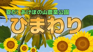 【4K動画】【あけぼの山農業公園の向日葵は夏真っ盛り!!!】愛車ternバイクに乗り訪れたのはひまわり畑で有名な千葉県は柏市。ヒマワリ満開のピークは一週間で終わるので今日が盛りの一日なのだ。