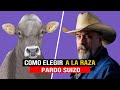 🔴 RAZA PARDO SUIZO Características Que La Hacen Atractiva Para La Ganadería Lechera✅  Brown Swiss