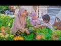 Memetik Labu Kuning di Kebun | Masak Tumis Labu Muda, Ayam Blenes, dan Kolak Labu Mutiara