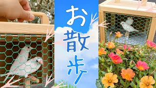 お散歩ジュウシマツ!!【小鳥のお出かけ】注意点の解説！木製のキャリーケージです。飼いやすい小鳥の十姉妹の育て方です。Society finch Bengalese Finch, bird