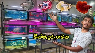 Sri Lankan Aquarium Store Tour #3! | මින්මැදුරු සොයා ගිය 3වෙනි ගමන...!