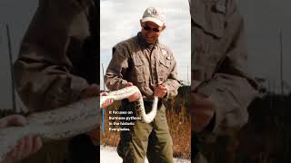 State announces start of 2026 Florida Python Challenge. $25K at stake