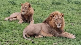 Skorro (Orpen male) and Nkuhuma male at londolozie, Tumbela male at west