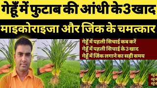 गेहूँ में माइकोराइजा+ जिंक के चमत्कार।। गेहूँ के तीन खाद।। Uses of MYCORRHIZA + ZINC in wheat crop