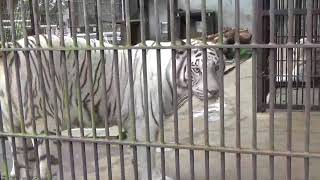 2018.9.9 宇都宮動物園☆ホワイトタイガーのアース王子とシラナミ姫_08