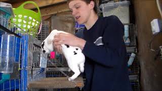 Video 2 Introducing the Varieties of the Mini Rex Rabbits