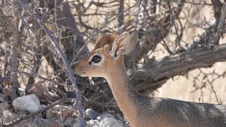 EP 16 : Tiny, Noisy, Rare - Hobatere Lodge to Olifanstrus Camp, Etosha National Park