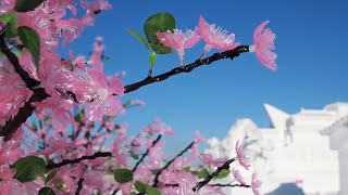 中ロ国境の街に輝く雪像群　黒竜江省黒河市