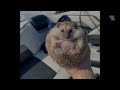 man saves baby hedgehog stuck in fence but then his life changes