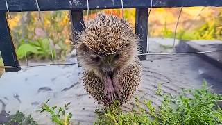 Man saves baby hedgehog stuck in fence, but then his life changes