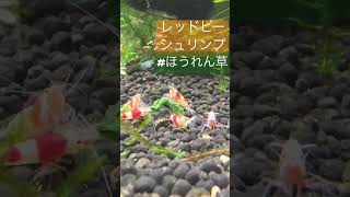 レッドビーシュリンプ様のお食事【ほうれん草 #アクアリウム #レッドビーシュリンプ 】