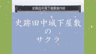 徳川家康と縁のある史跡田中城下屋敷のサクラ