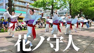 [Unbelievable First Performance] Hanano Moribito | Yosakoi Festival in Hikarigaoka Park | 2024