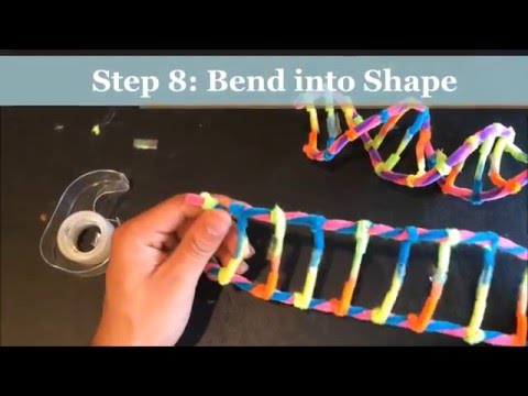 HOW TO MAKE A DNA MODEL USING PIPECLEANERS. PROJECT DEMONSTRATION HOW TO MAKE A DNA MODEL USING PIPECLEANERS. PROJECT DEMONSTRATION