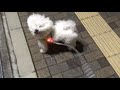 風が強くて圧倒的にカオス犬！ビションフリーゼ