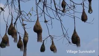 தூக்கணாங்குருவி#Weaver Bird with Amazing Intelligence!!!!#