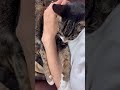 【癒し猫】ママの腕を掴んで幸せそうにねんねするサンタくん🥹❤️ 猫 保護猫 癒し