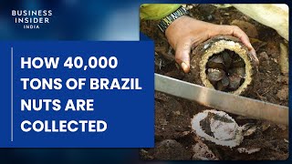 How 40,000 Tons Of Brazil Nuts Are Collected Deep In The Amazon Rainforest | Big Business