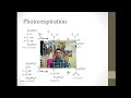 c4 and cam photosynthesis