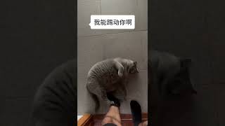 这猫吃饭都懒得走#搞笑视频 #告訴你不知道的事情 #shorts