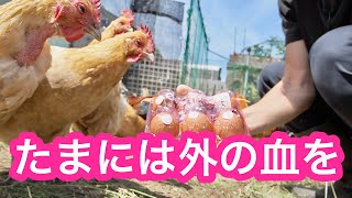 ボリスブラウンをお迎え！？ はるばる三重県から！