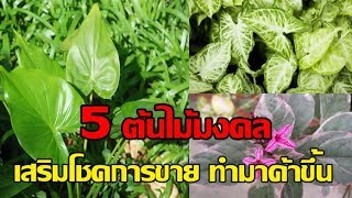 ค้าขายร่ำรวย! - 5 ต้นไม้มงคล ช่วยเสริมโชคค้าขาย! ปลูกแล้วทำมาค้าขึ้น!!