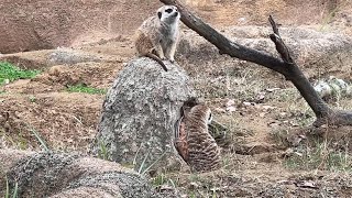 番外編　ミーアキャットのようすです。【千葉市動物公園】【‎2022‎年‎11‎月‎28‎日】