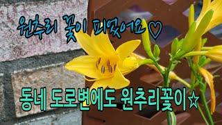 우리 동네(동탄 어느) 도로변에 원추리꽃이 피었어요. 우리 집 정원에도 원추리꽃이♡