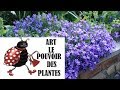 Tuto jardin:Campanule cochlearifolia Alpine Breeze blue:photos de fleurs et de plantes vivaces