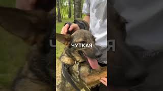 Собака Чайка из приюта в добрые руки / Москва #животные #собаки