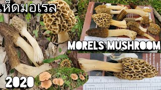 ยังมีคลิปเก็บเห็ดมอเรลจ้า..คลิปถ่ายก่อนปิดป่านะคะ..morels mushroom March 30, 2020