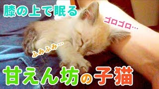 【癒し猫動画】膝の上でゴロゴロふみふみ眠る甘えん坊の子猫