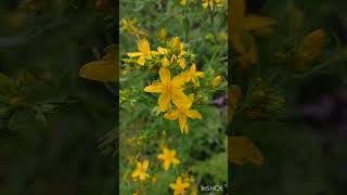 Čarovná léčivá a jedlá třezalka tečkovaná kvete, St John's wort flowering