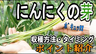 ポッキュッ！っと取れる、にんにくの芽の収穫方法とタイミングのポイント紹介