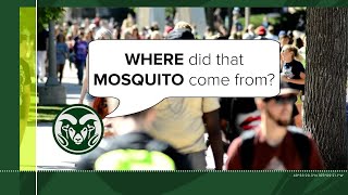 Where did that Mosquito Come from?: CSU Researchers use DNA Barcodes to Track Mosquitoes