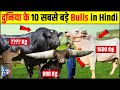 दुनिया के 10 सबसे बडे Bulls। देख के घबरा जाओगे | शक्तिशाली बैल 10 Biggest Bull Of The World in Hindi