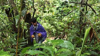 เพื่อความอยู่รอดในป่าช่วงฤดูฝน เก็บผลไม้ป่ามากิน | survival in the forest - YUB AVERN