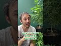 How much does a cannabis plant produce?