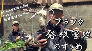 【コミフォラ】灌木こそプランタ発根管理がおすすめ！　カタフ　ターカネンシス　ストックシアナ植え替え動画