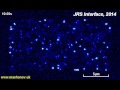 GMcellModel - Tetramers on cell membrane