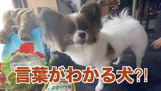 【パピヨン犬ラズの日常】言葉を理解している犬⁈