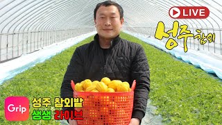 구수하니 성주토종찐꿀참외 당일수확/당일발송 직거래라이브[산지직송구매문의 010-9377-6895]